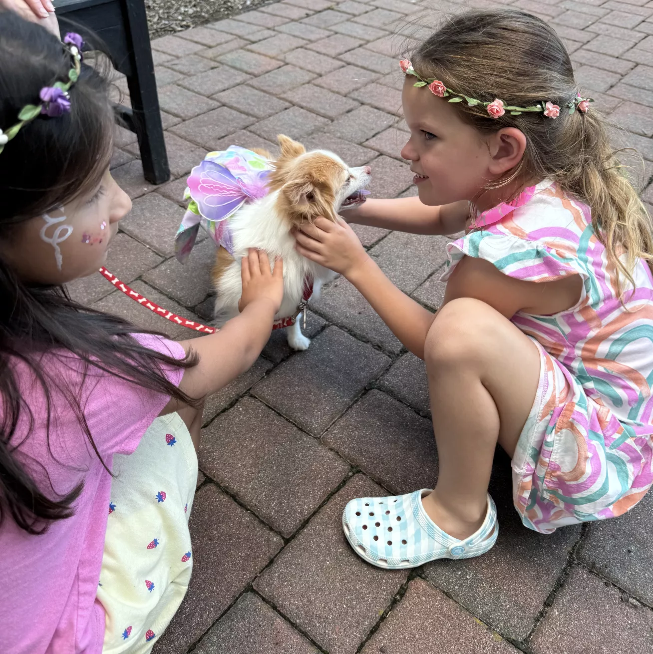 petting dog